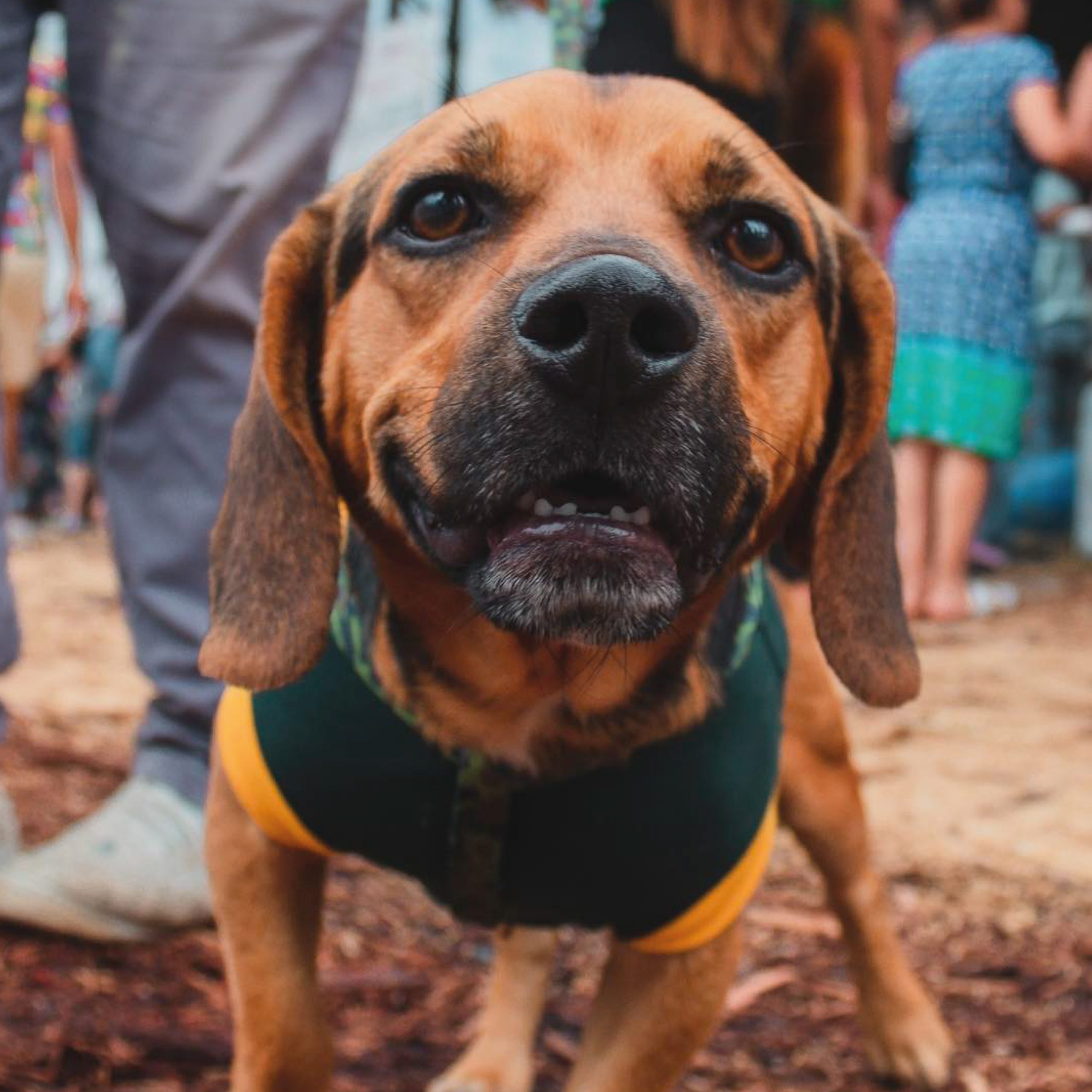 Adoptamos a estos amiguitos, los esterilizamos, les dimos mucho cariño, y les abrimos las puertas de la institución.  HOY son nuestra GUARDIA CANINA.  Seguiremos promoviendo acciones en favor del bienestar animal. ¡Siempre con Ánimo!